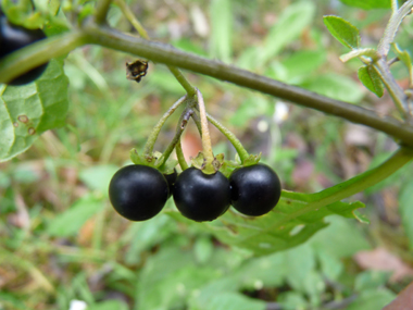 Fruits en forme de baies d'un centimètre de diamètre, d'abord vertes. Agrandir dans une nouvelle fenêtre (ou onglet)